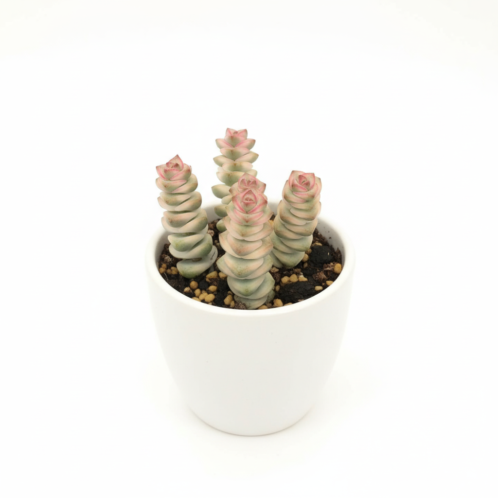 crassula-guide