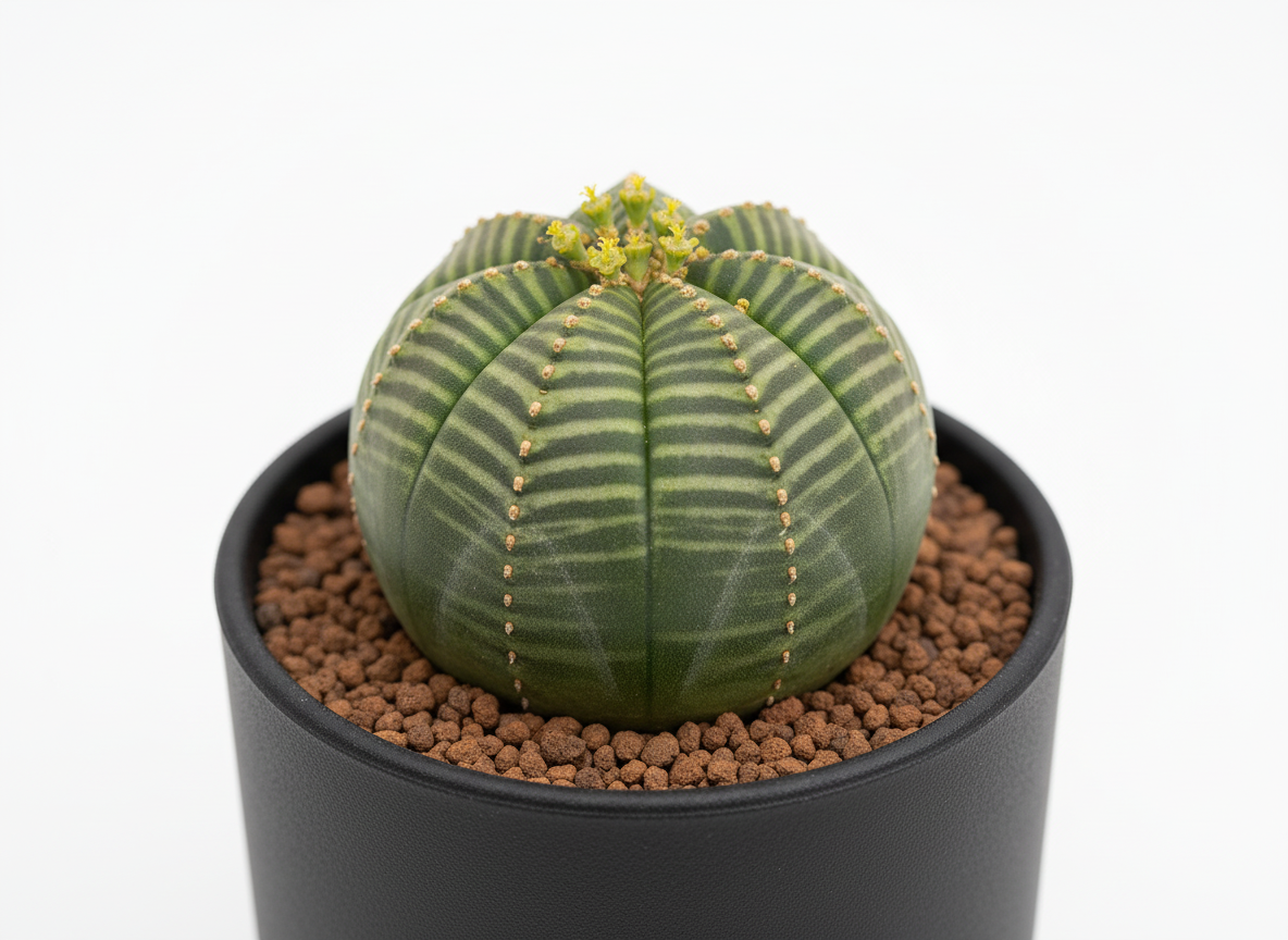 美しい球形のユーフォルビア・オベサ