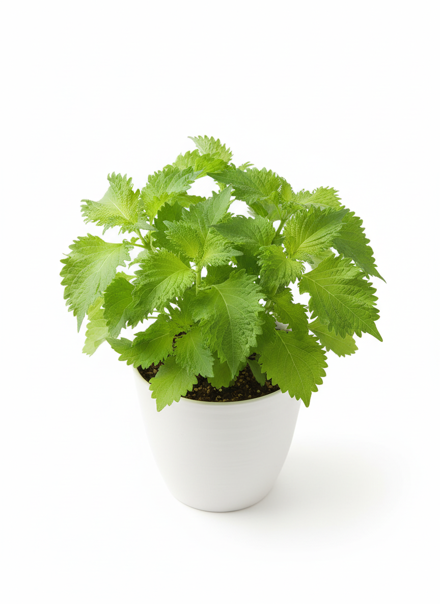 shiso-guide