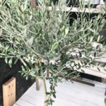 olivelucca
