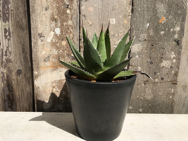 店頭販売】アガベ パープソラム agave purpusorum | CLUTCH FURNITURE